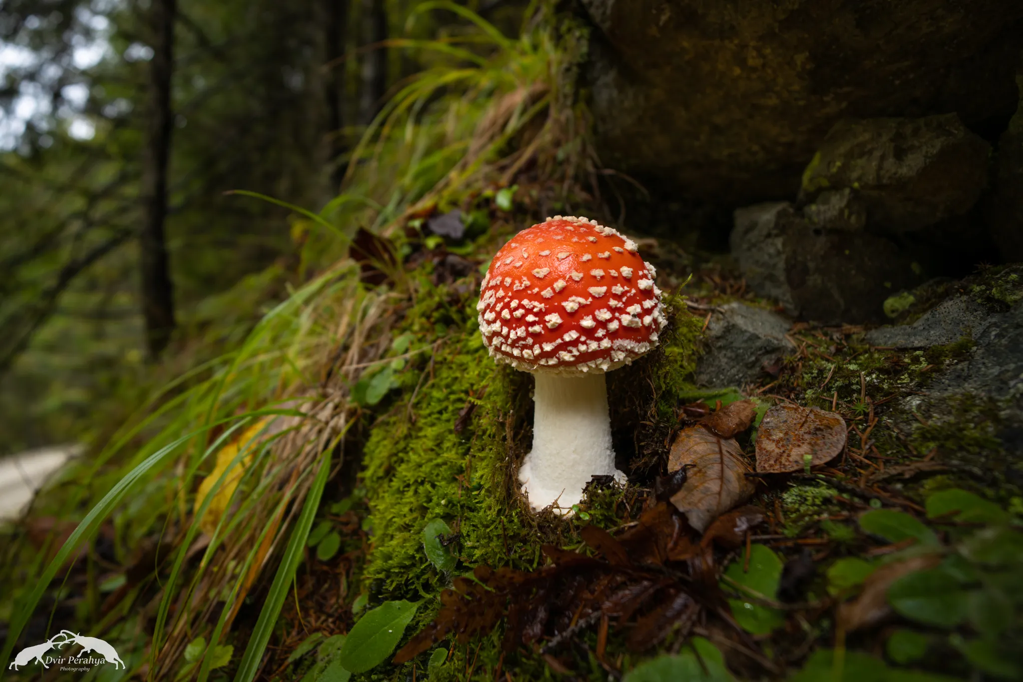 Tel Dor beach at sunset